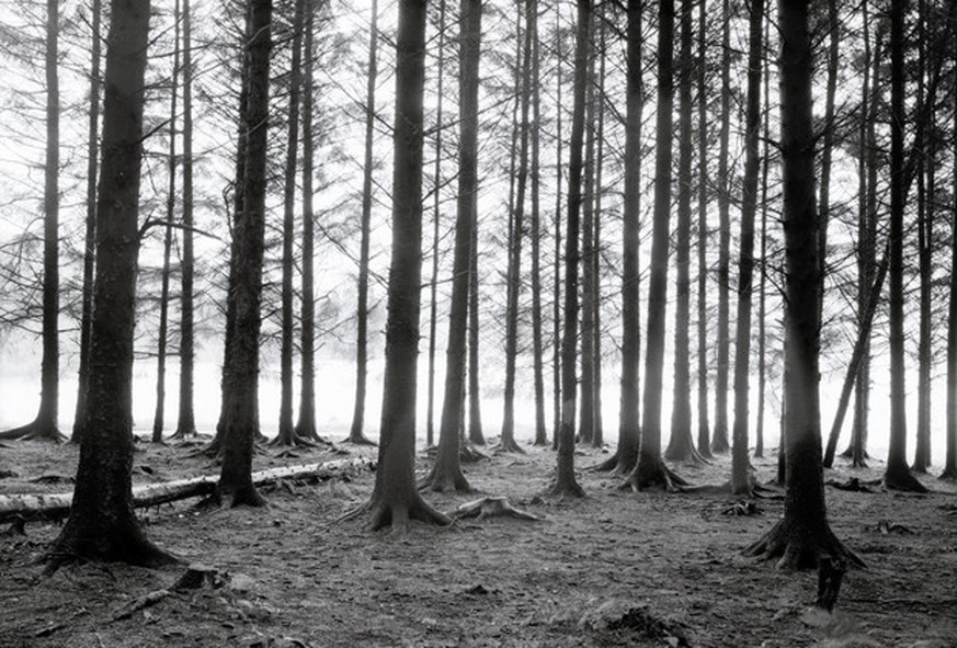 Philip Braham: Fallen Tree, Nature reserve near Ashkirk, 2009
