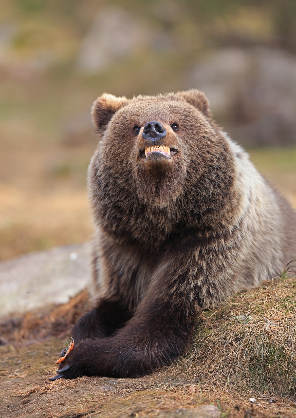 Nikon Comedy Wildlife Awards 2025