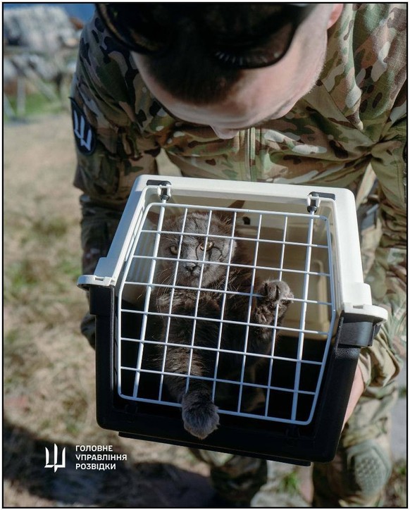 Ukrainischer Militärgeheimdienst HUR evakuiert Katzen von Schlangeninsel (November 2024).