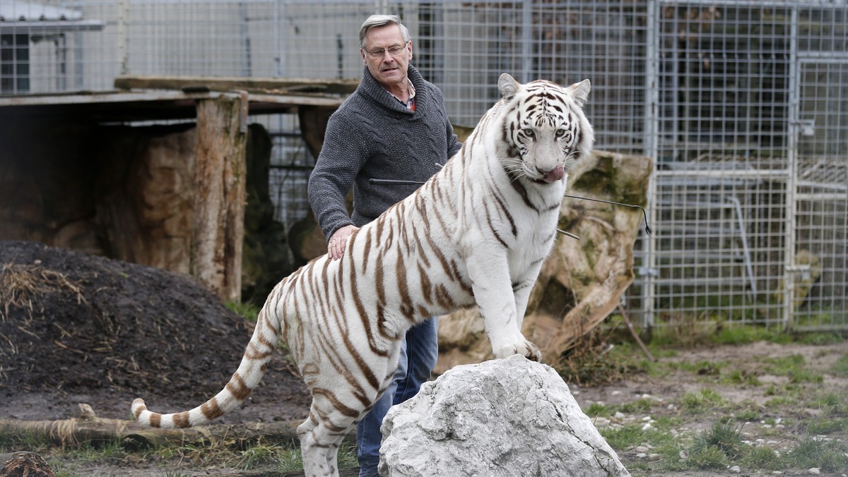 Rene Strickler, Inhaber des Raubtierparks Subingen, posiert mit einer weissen Tiger am Mittwoch, 24. Februar 2016, im Raubtierpark in Subingen. Strickler kaempft seit Jahren um seinen Tierpark, doch e ...