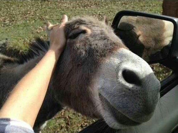 Esel geniesst etwas.
Cute News.
http://imgur.com/t/cute/PUdC5