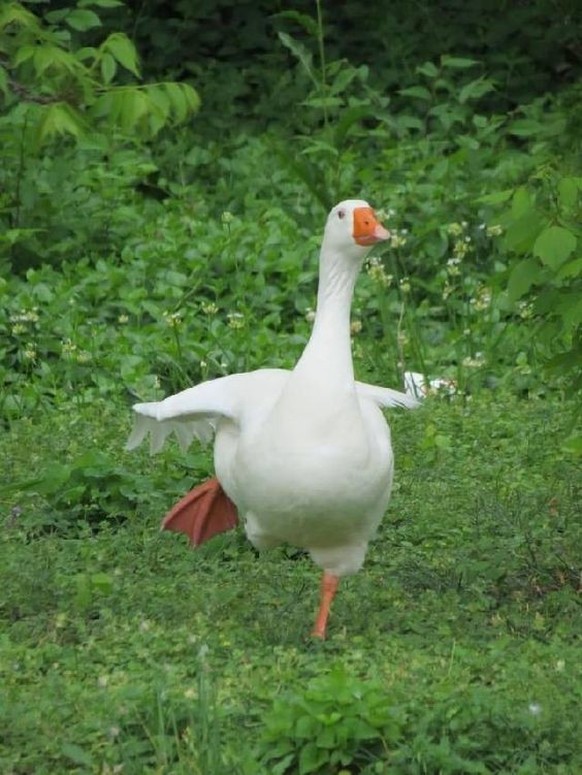 cute news tier gans

https://ch.pinterest.com/pin/68738771790/