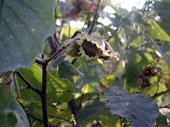 In this image provided by Lee Reich shows hazelnut plants in New Paltz, NY. In late summer, gardeners, squirrels, chipmunks eagerly wait for hazelnuts to ripen in their husks and then drop to the grou ...