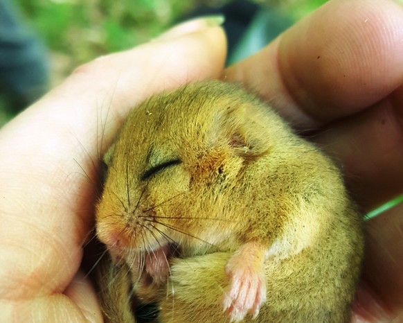 Haselmaus