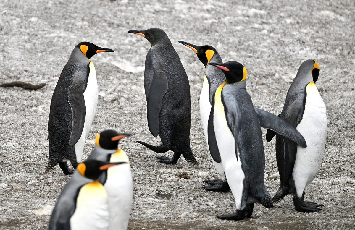 schwarzer pinguin

https://www.instagram.com/p/DCe6X9ERMzm/?img_index=6