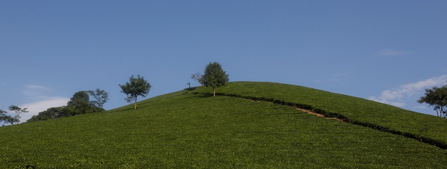 A tea field is seen at Suoi Giang village, in northern Yen Bai province, Vietnam June 5, 2016. REUTERS/Kham