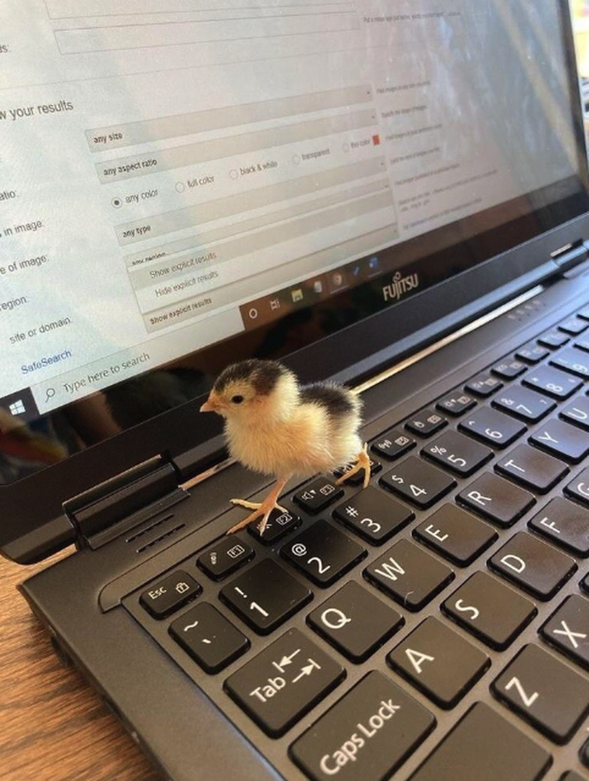 Küken

https://www.threads.com/@filippobovo_/post/DBi53xntdjD?xmt=AQG0CEyGyMQhuG9QEdqUbatcp7ScquwwBkEXWgSfZjUUnw