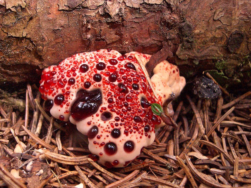 https://en.wikipedia.org/wiki/Hydnellum_peckii funghi pilze Hydnellum peckii bleeding tooth devil&#039;s tooth