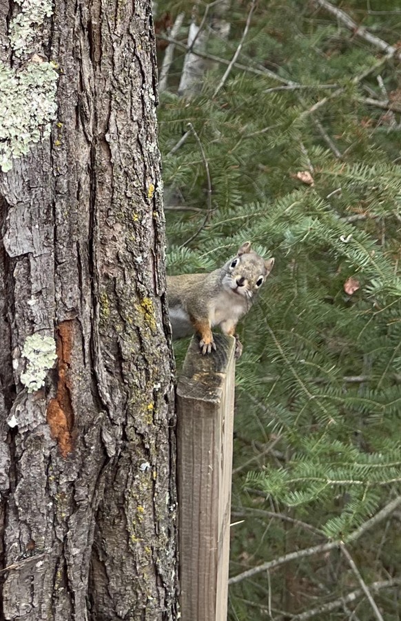 cute news tier eichhörnchen

https://www.reddit.com/r/squirrels/comments/10rdqzy/little_buddy_visited_my_deer_stand_northern/