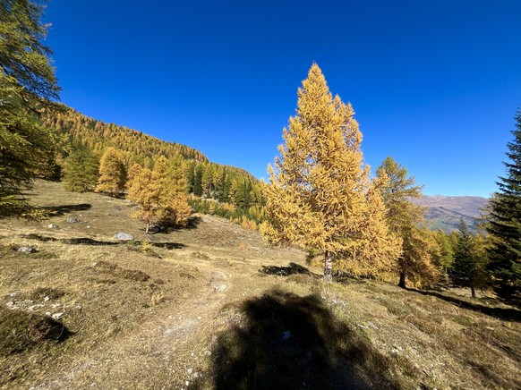 Val Plavna Rauszeit Lärchenwanderungen Schweiz Lärchen Herbstwanderung