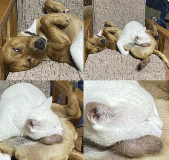 Die lustigsten fails der Woche: Hund und Katze