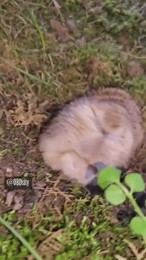 GIF animé
