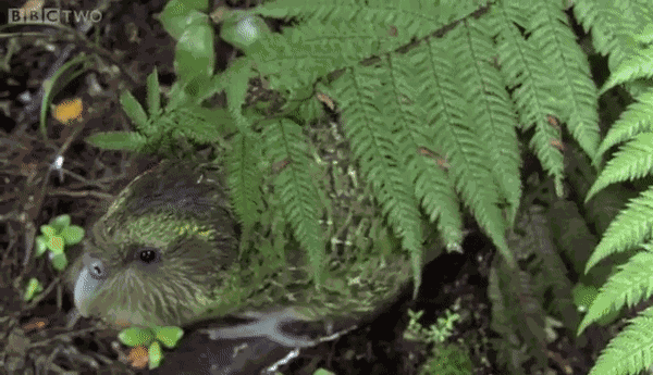 Animiertes GIF