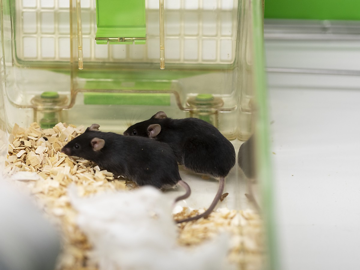 Zum vierten Jahr in Folge ist die Zahl der Tierversuche in der Schweiz 2019 gesunken. Im vergangenen Jahr wurden insgesamt 572'069 Tiere f