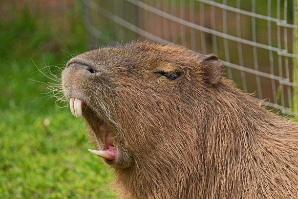 capybara

https://www.reddit.com/r/capybara/comments/pyie4g/look_at_those_sharp_teeth/