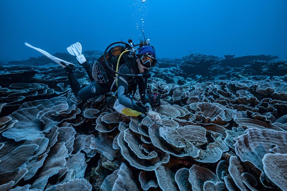 In this photo provided by @alexis.rosenfeld, a researcher for the French National Centre for Scientific Research studies corals in the waters off the coast of Tahiti of the French Polynesia in Decembe ...