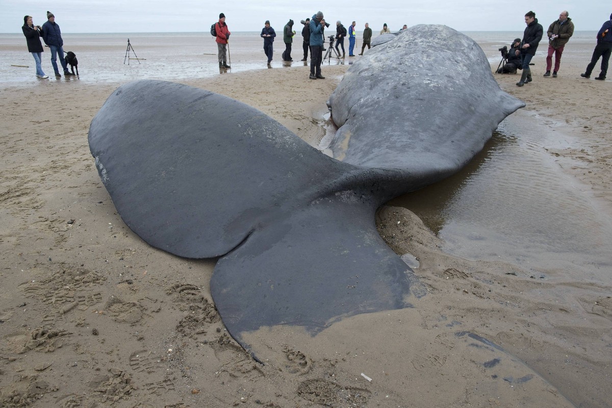 Sperm whale Physeter macrocephalus dead carcass washed up on beach, people looking on, Norfolk UK February 2016 PUBLICATIONxINxGERxSUIxAUTxONLY 1563279 RobinxChittenden
