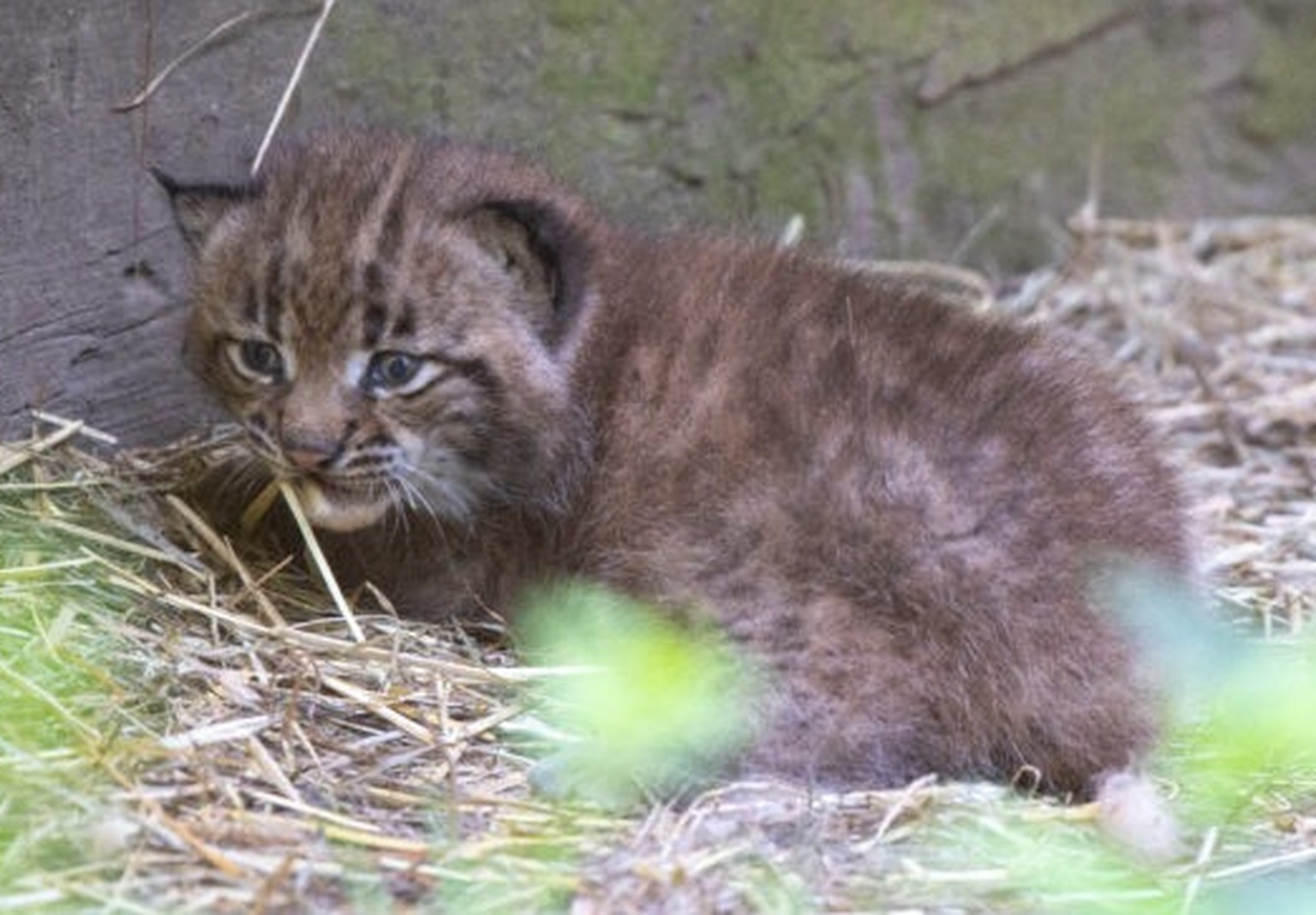 Im Tierpark Goldau hat es gerade besonders viele Jungtiere ?