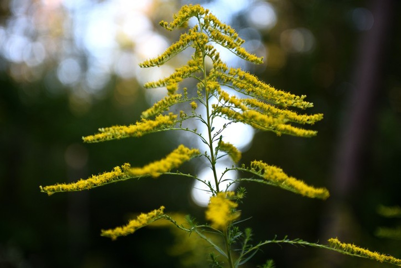 Solidago canadensis, amerikanische Goldrute