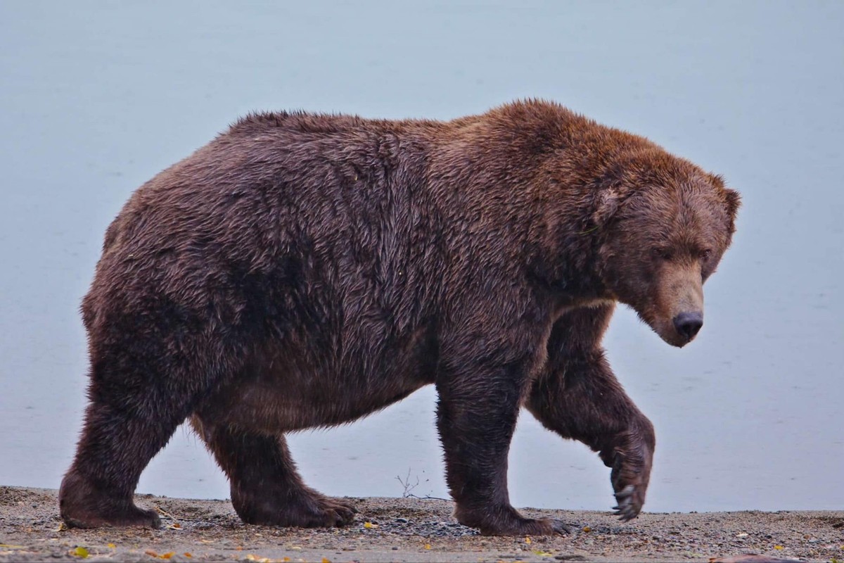 Vom 2. bis 8. Oktober findet die «Fat Bear Week»