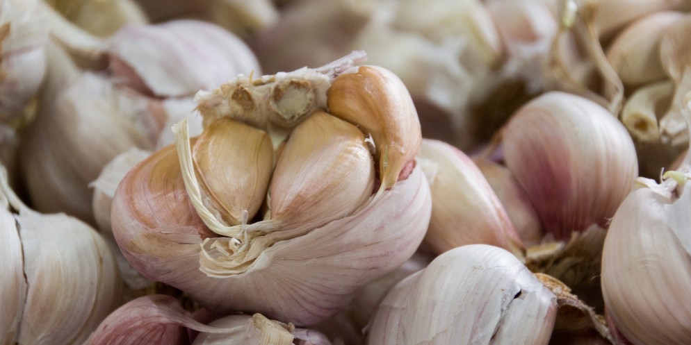 Knoblauch wird in vielen Küchen, aber auch als Heilpflanze verwendet.