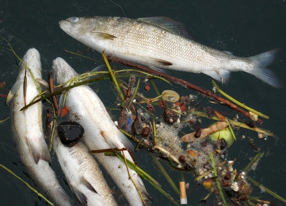 Tote Fische liegen am Donnerstag, 14. August 2003, im Rhein bei Schaffhausen. Unzaehlige Fische sind den hohen Wassertemperaturen und dem damit in Zusammenhang stehenden Sauerstoffmangel sowie der Anf ...