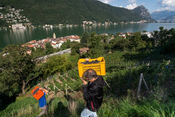 Weinlese im Tessin: Im Hintergrund liegt welcher See?&nbsp;