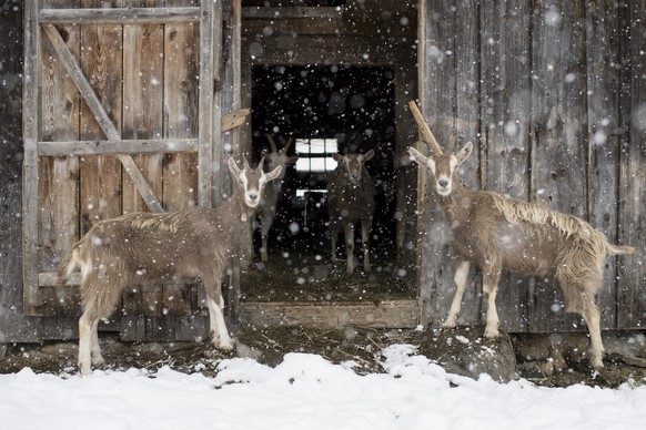 Geissen blicken aus einem Stall auf der Schwägalp (Bild vom Montag).