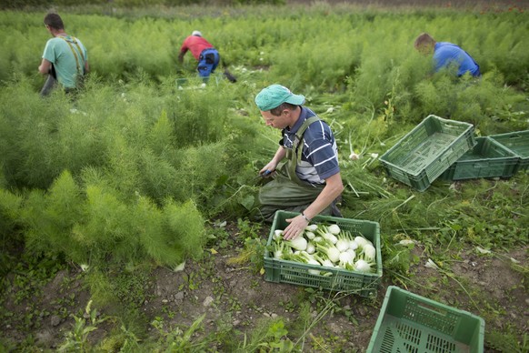 ARCHIV - ZU DEN THEMEN AN DER SOMMERSESSION DER EIDGENOESSISCHEN RAETE AM MONTAG, 17. JUNI 2019, STELLEN WIR IHNEN FOLGENDES BILDMATERIAL ZUR VERFUEGUNG - Foreign workers from Poland cut organically-g ...