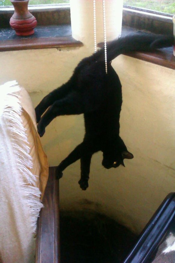 Katzen, weird

imgur, reddit