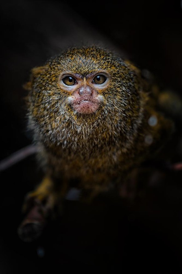 Cebuella pygmaea Zwergseidenäffchen