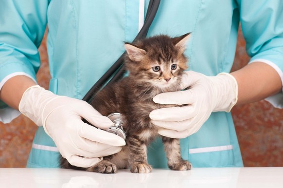 Katze beim Tierarzt
https://pixabay.com/en/stroke-cat-pet-animal-fur-ears-247582/
