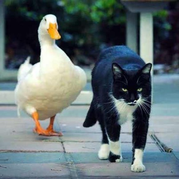 Katze und Ente sind beste Freunde.

https://www.reddit.com/r/pics/comments/178l3i/my_university_has_a_cute_couple_a_cat_and_a_duck/?sort=top