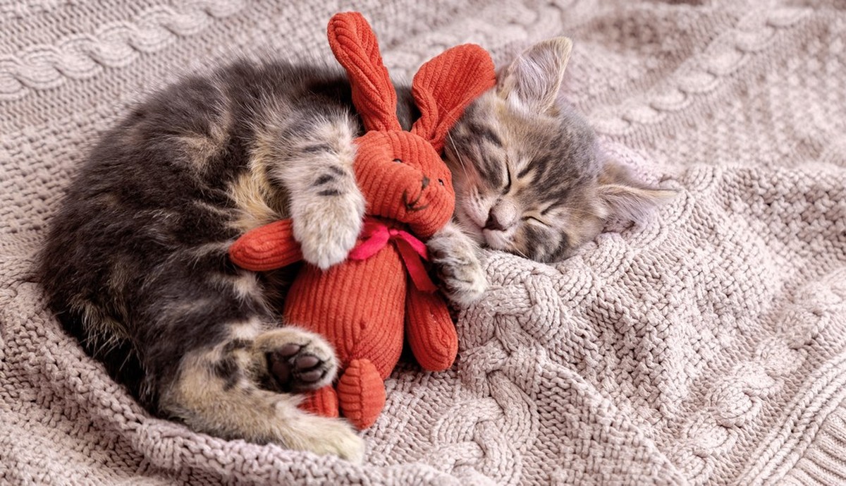 süsse katze