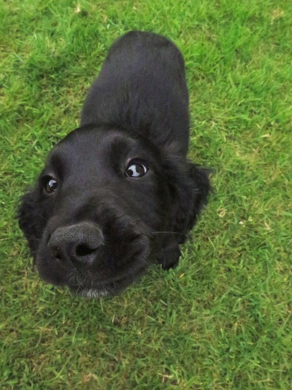 cute news tier hund

https://ch.pinterest.com/pin/68739339843/