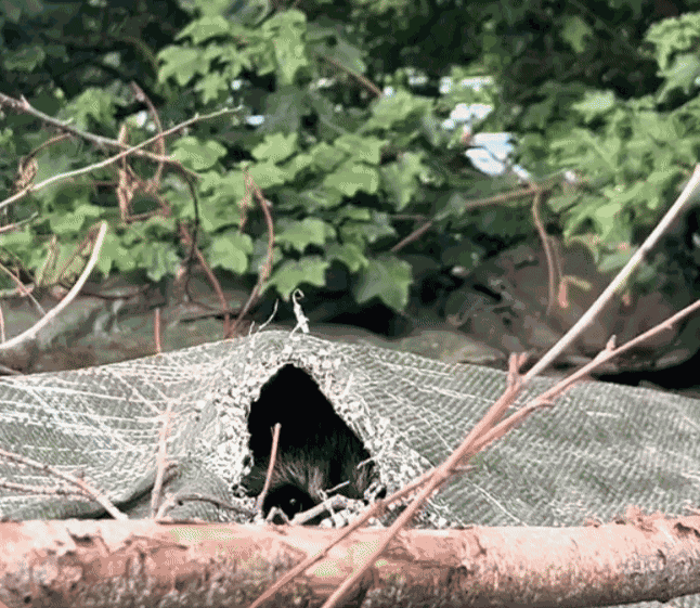 Animiertes GIF