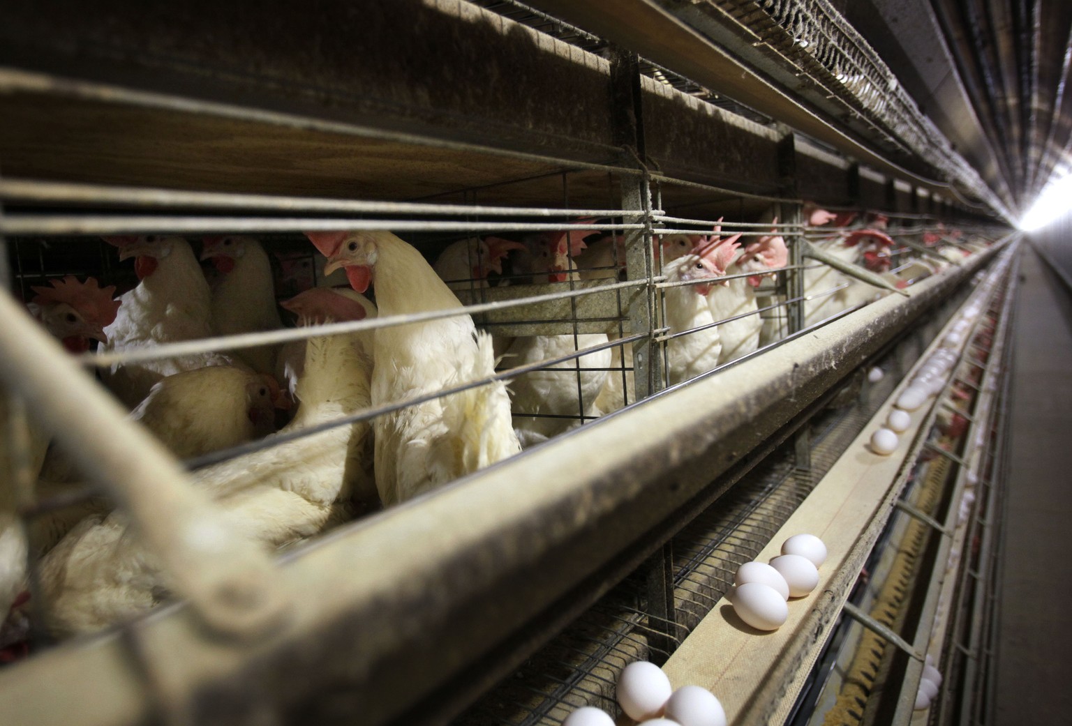 FILE - Chickens stand in their cages at a farm, in Iowa, Nov. 16, 2009. Four more people, all Colorado poultry workers, have been diagnosed with bird flu infections, health officials said late Sunday, ...