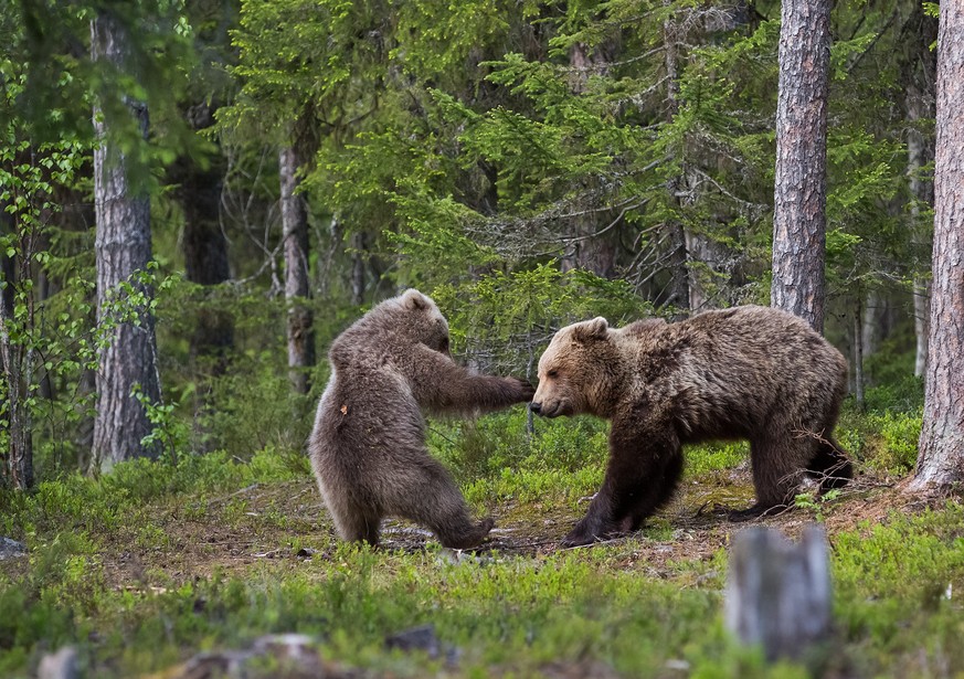 The Comedy Wildlife Photography Awards 2017
Hannele Kaihola
Virrat
Finland

Title: knockout
Caption: Boxing in Finnish forests
Description: The motherbear and the boy are playing
Animal: Bear
Location ...