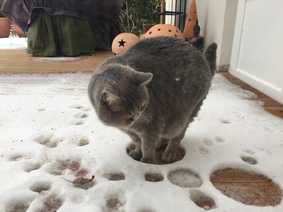 Katze hasst Schnee
https://imgur.com/gallery/yla2O