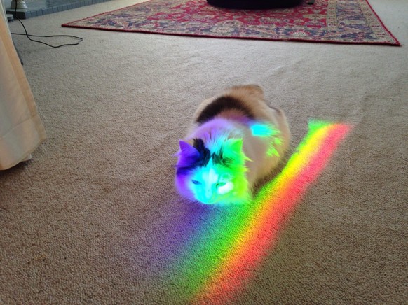 Regenbogenkatze
http://imgur.com/gallery/kmS1m