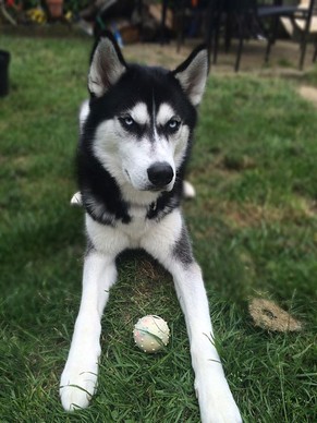 Na bitte, es geht doch! So sieht Anuko aus, wenn er den Ball auch tatsächlich bekommt.