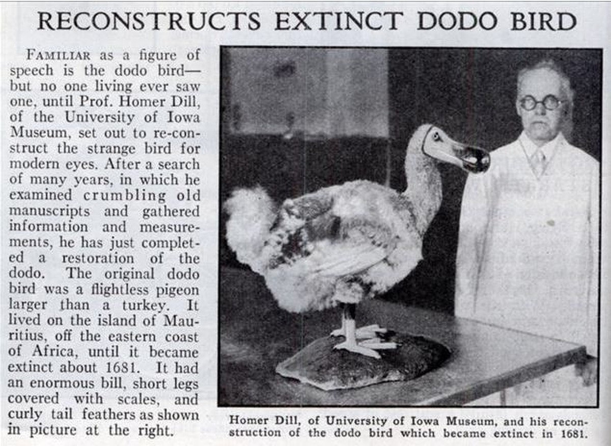 Ein glücklicher Homer Dill vom Museum der Universität von Iowa und seine Dodo-Rekonstruktion.