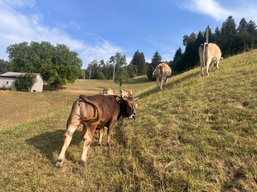 Vier Tiere musste Corinne diesen Sommer frühzeitig schlachten lassen. «Das war nicht einfach», sagt die Bäuerin.