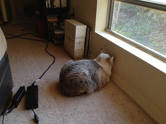 Katze sitzt mit Kopf gegen Wand
https://i.imgur.com/dRxnay8.jpg