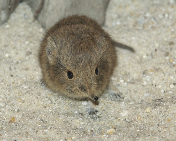 Ruedi Rüsselspringer
Cute News
https://www.flickr.com/photos/nationalzoo/8170496217