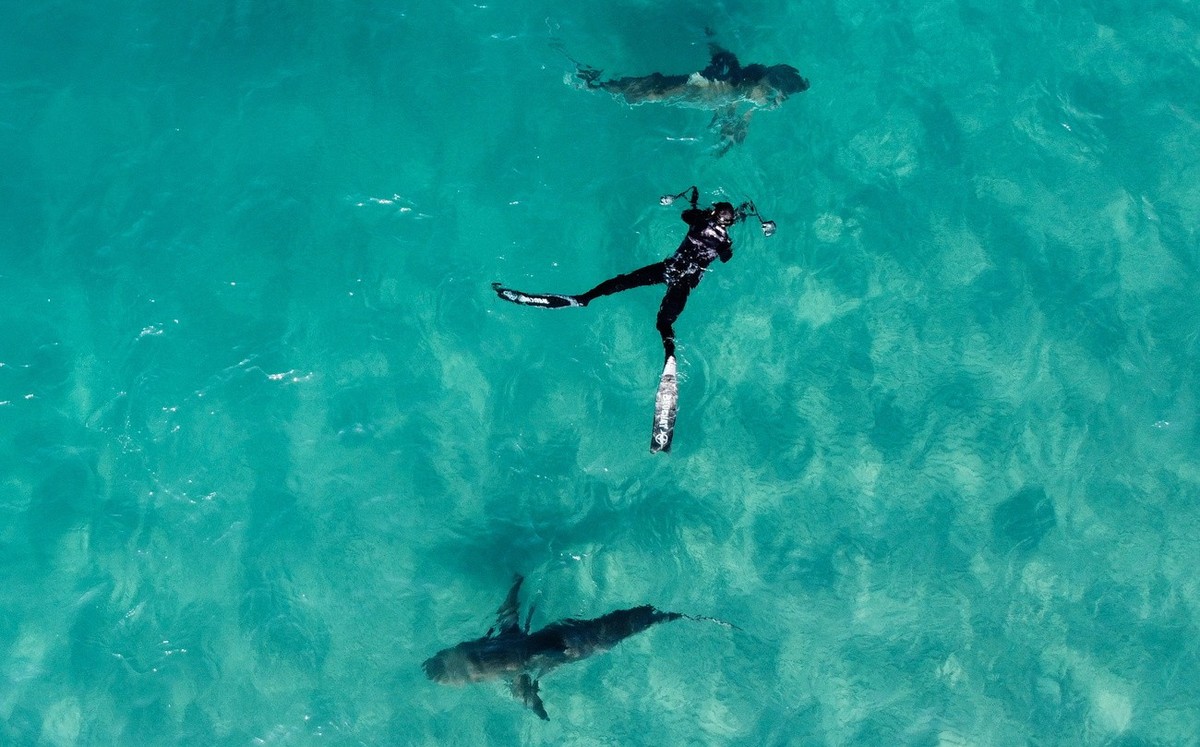 epa10384174 A picture taken with a drone shows a free diver trying to photograph a group of sharks in the shallow water near the hot water stream of the Orot Rabin power plant in the Mediterranean Sea ...