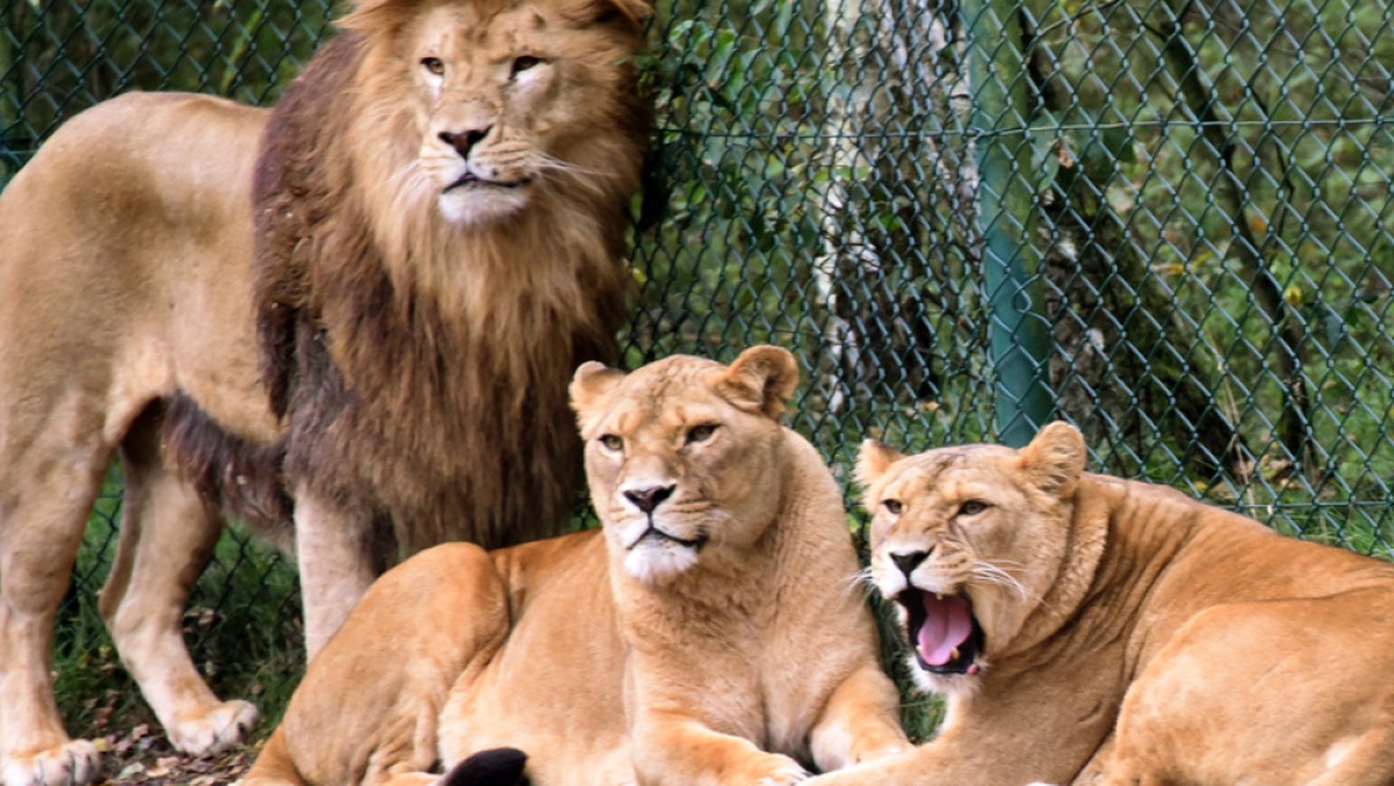 Eine Löwengruppe aufgenommen in einem Gehege im Serengeti-Park Hodenhagen am Südrand der Lüneburger Heide in Niedersachen. (Archiv)