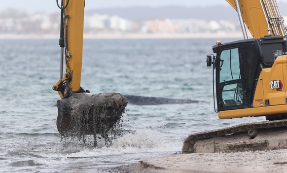 epa12850369 An excavator is pictured near a beached whale lying in the waters of the Baltic Sea near Niendorf harbor in Timmendorfer Strand, Germany, 26 March 2026. The humpback whale stranded in Lube ...