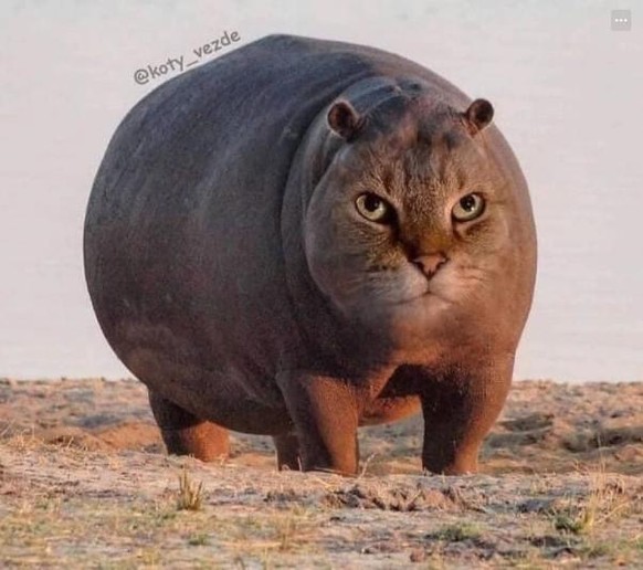 Photoshop-Tiere