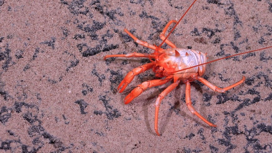 A stocky lobster has been documented on sediment at 1392 meters deep at Seamount SF2 in the Nazca-Desventuradas Marine Park.  An international group of scientists on board a recent Schmidt Ocean Institute and...